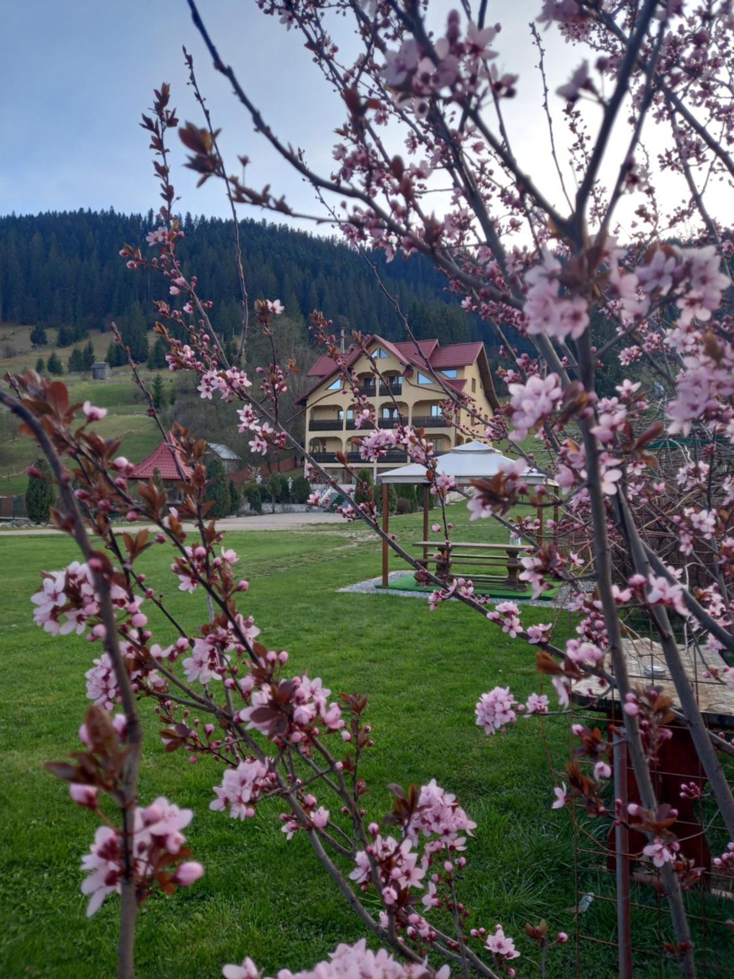 Hotel Pensiunea Alunis Sadova  Esterno foto
